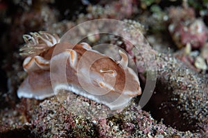 Glossodoris rufomarginata Caramel Nudibranch photo