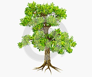 Glossopteris Pteridosperms Tree dominated the Permian period