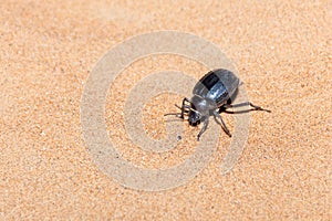 A Glossy black Arabian Darkling Beetle.Pimelia arabica digging in the desert sand at night in the United Arab Emirates