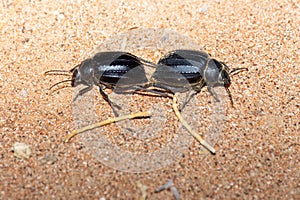 Glossy black Arabian Darkling Beetle.Pimelia arabica pair back to back on the desert sand at night in the United Arab Emirates