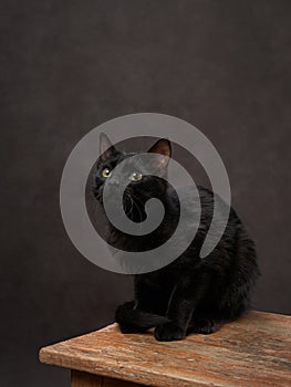 A glossy black cat sits alert on a wooden surface
