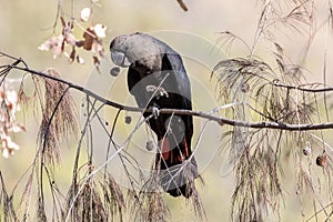 Glossy Black Cockatoo photo