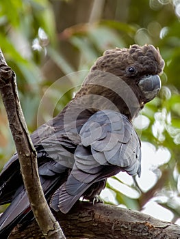 Glossy Black-Cockatoo in New South Wales Australia