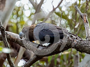 Glossy Black-Cockatoo in New South Wales Australia