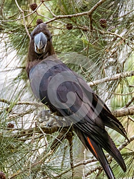 Glossy Black-Cockatoo in New South Wales Australia