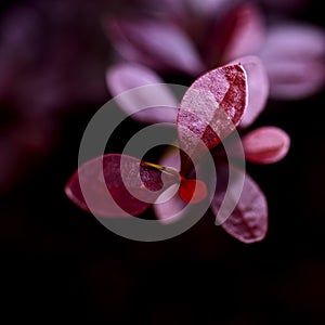 The glossy bloody red small leaves were shot in macro style