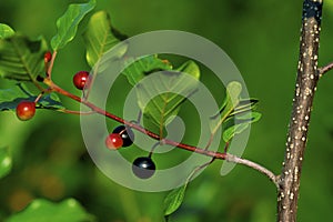 Glossy Buckthorn Berries  22018