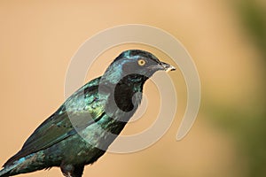 Glossy cape starling feeding on insects