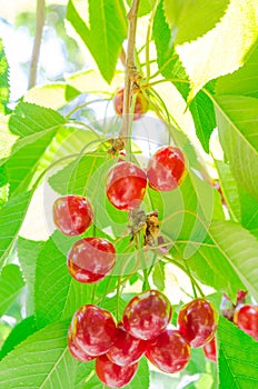 Glossy cluster of sweet red cherry hanging on tree branches against green leaves background