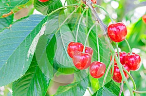 Glossy cluster of sweet red cherry hanging on tree branches against green leaves background