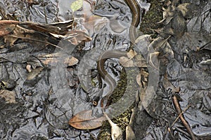 Glossy Crayfish Snake in Wetlands