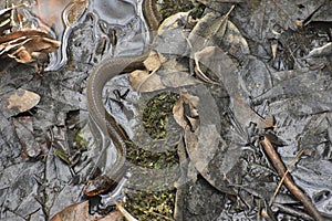 Glossy Crayfish Snake in Wetlands