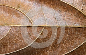 Glossy dry leaf closeup. Autumn leaf texture macro photo. Yellow leaf vein pattern.