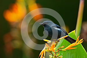 Glossy Flowerpiercer, Diglossa lafresnayii, black bird with bent bill sittin on the orange flower, nature habitat, exotic animal f