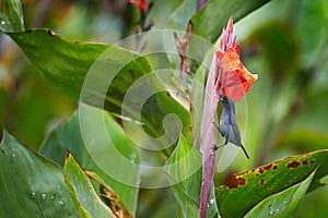 Glossy Flowerpiercer, Diglossa lafresnayii, black bird with curved bill sittin on the orange flower. Exotic animal from Costa Rica