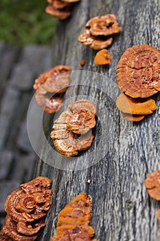 Glossy ganoderma( Ganoderma lucidum)