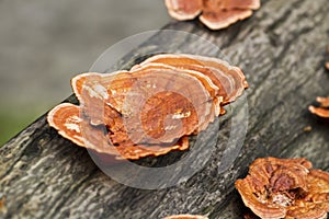 Glossy ganoderma, Ganoderma lucidum