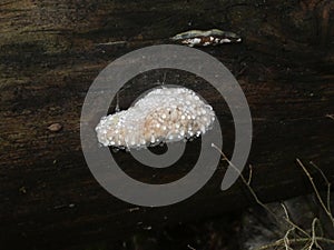Glossy ganoderma mushroom polypore on a tree