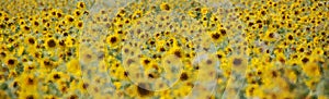 Glossy glass field of sunflower