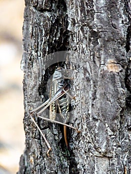 Glossy green grasshopper sitting in the tree trunk