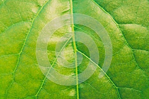 Glossy green leaf - close-up