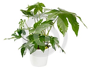 Glossy green lobed fan-like leaves of an ornamental potted Fatsia japonica