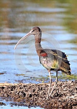 Glossy Ibis