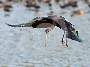 Glossy Ibis