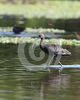 Glossy Ibis