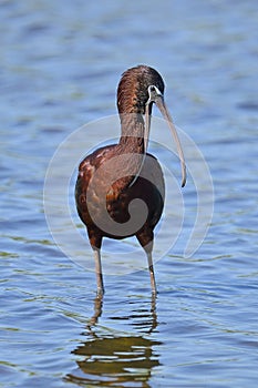 Glossy Ibis