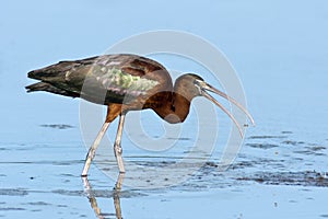 Glossy Ibis