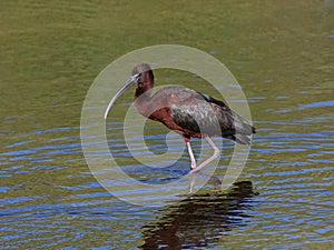 Glossy Ibis