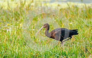 Glossy Ibis