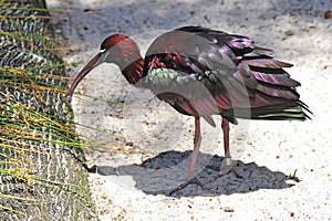 Glossy Ibis photo