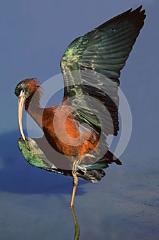 Glossy Ibis photo