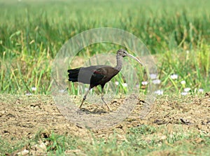 Glossy ibis