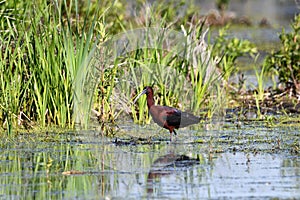 Colorful Glossy Ibis bird in wetlands