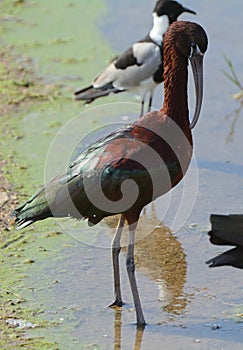 Glossy ibis and blacksmith plover, Amboseli National Park, Kenya