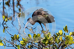 Glossy ibis eats a frog