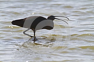 Glossy Ibis feeding on a lake