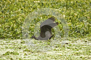 Glossy ibis feeding in a swamp at Orlando Wetlands Park.