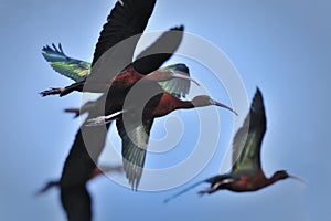 Glossy Ibis in flight