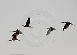 Glossy Ibis in flight at Asker Marsh, Bahrain