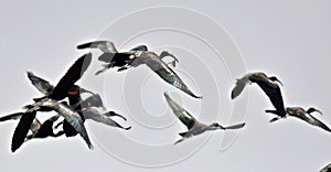 a glossy ibis in flight with a frog in its beak among other ibis