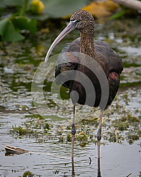 Glossy Ibis in Florida Wetland