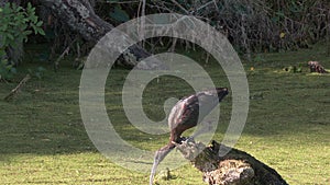 Glossy ibis in florida wetlands. Florida wildlife.