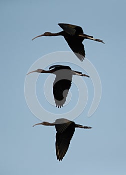 Glossy Ibis in flying at Asker Marsh, Bahrain photo