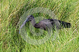 Glossy ibis in a grassy salt marsh.