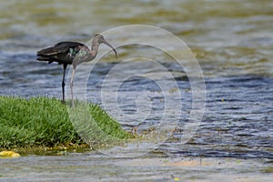 Glossy Ibis on green grass