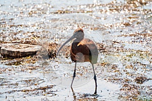 The glossy ibis, latin name Plegadis falcinellus, searching for food in the shallow lagoon